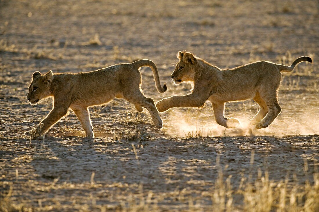Young African lions