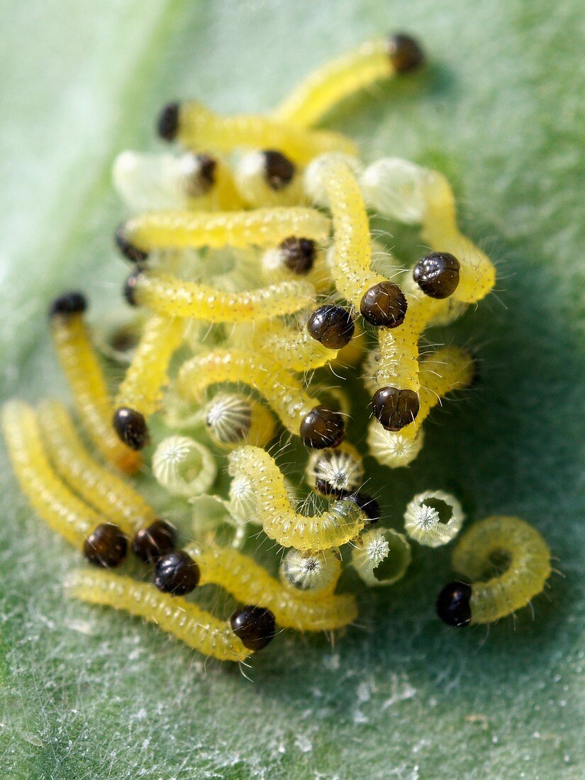 Cabbage white butterfly larvae