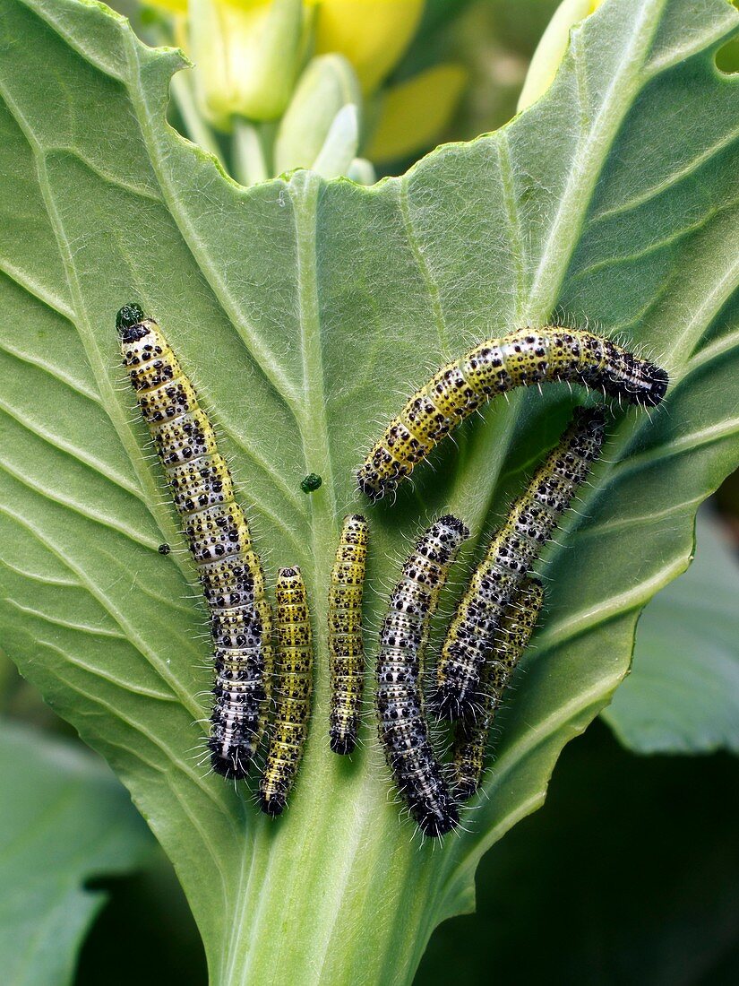 Cabbage white butterfly caterpillars