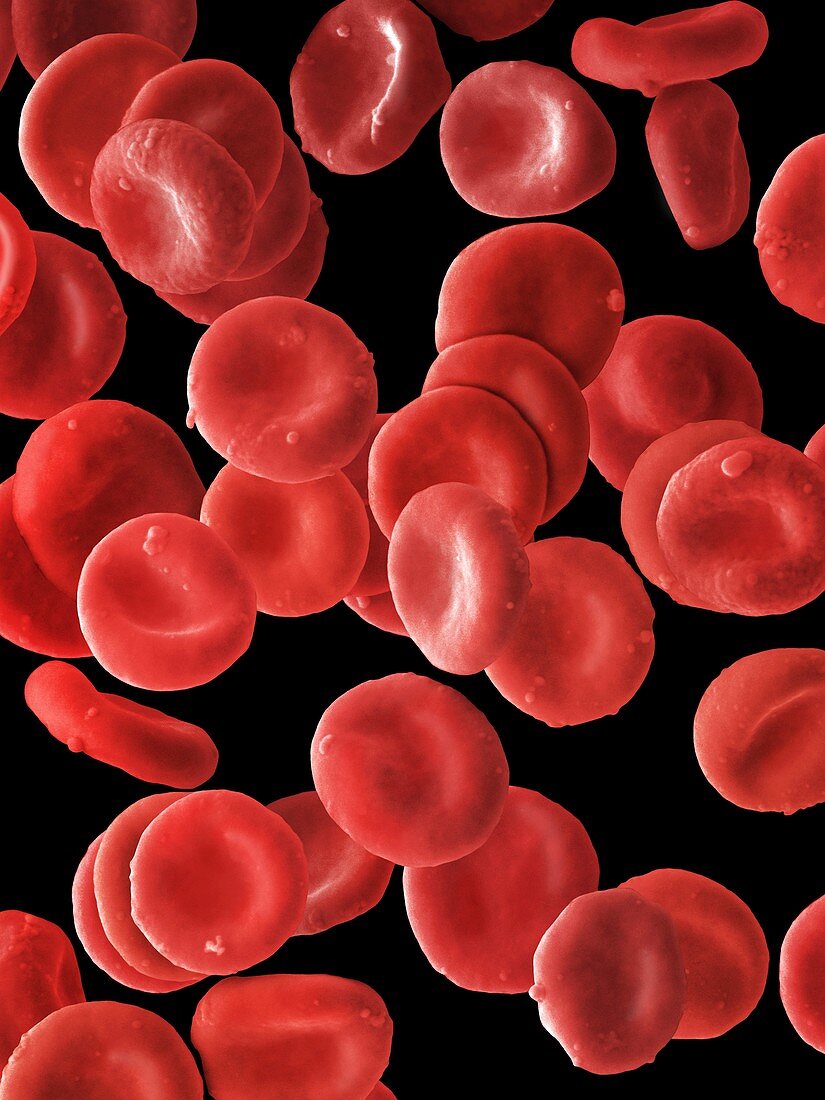 Red blood cells,SEM