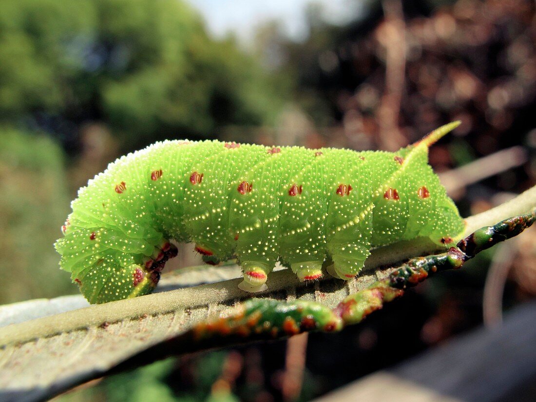 Poplar hawk-moth caterpillar