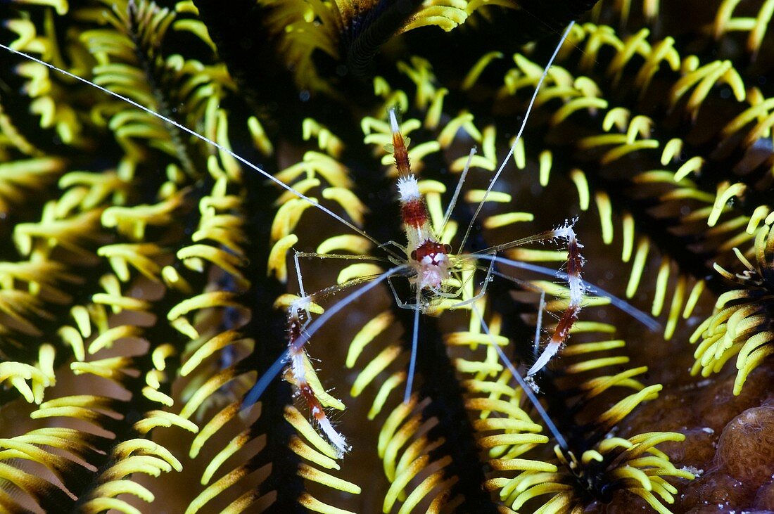 Banded coral shrimp