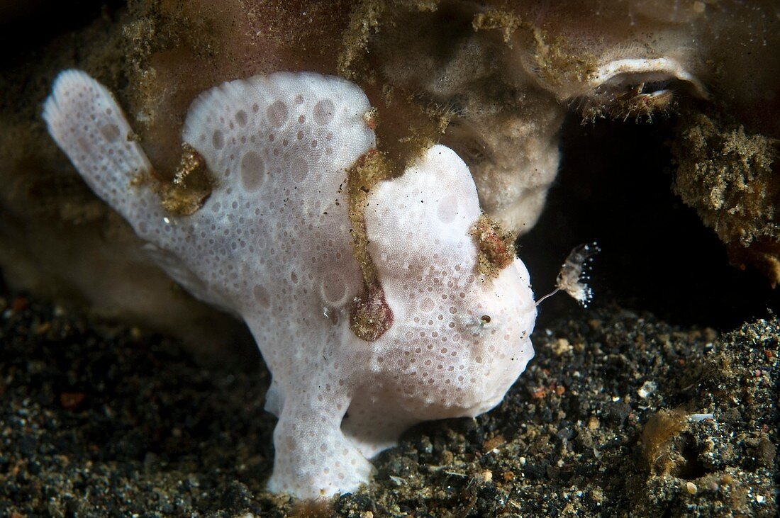 Painted frogfish hunting