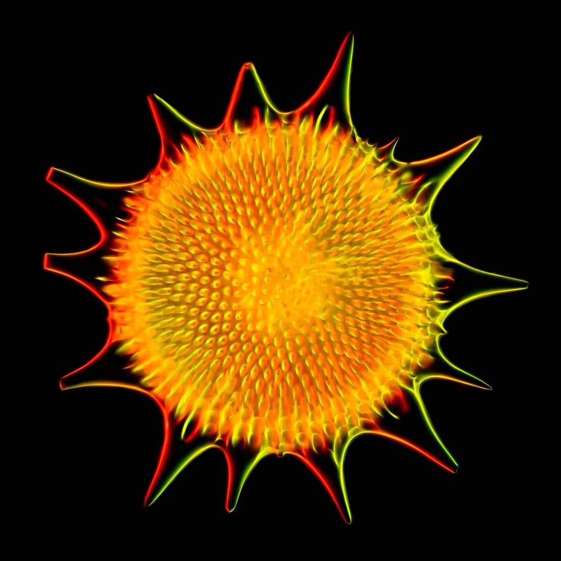 Radiolarian shell,light micrograph