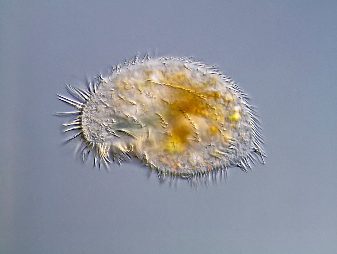 Kerona protozoan,light micrograph