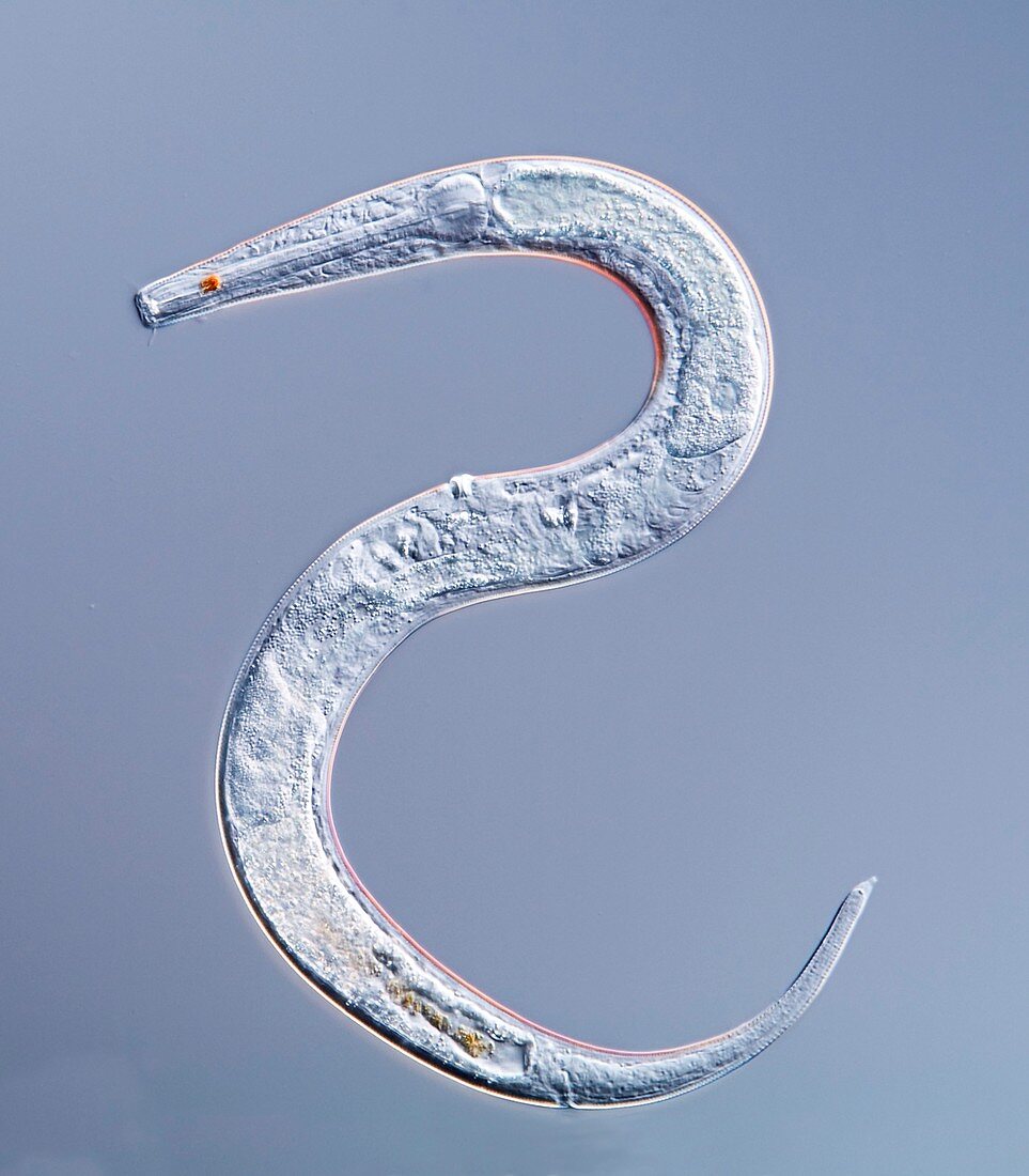 Marine nematode worm,light micrograph