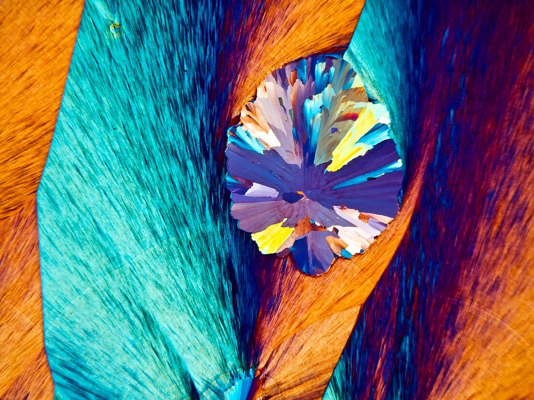 Paracetamol crystals,light micrograph