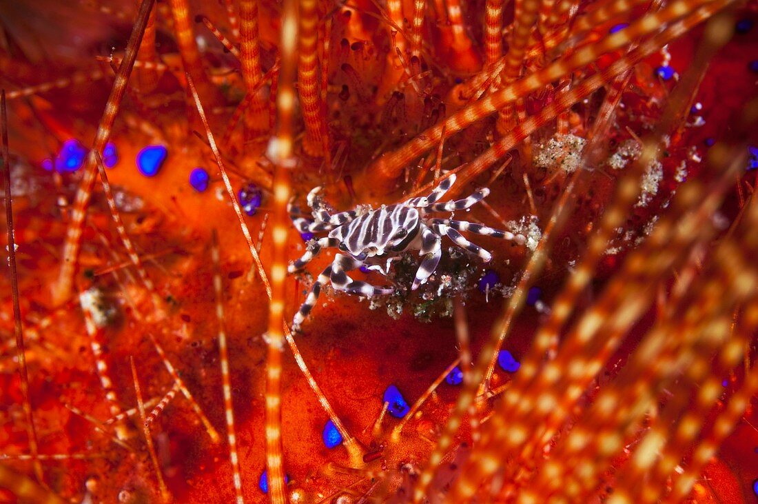 Zebra crab on a sea urchin