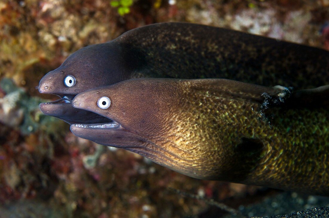 White-eyed moray eels