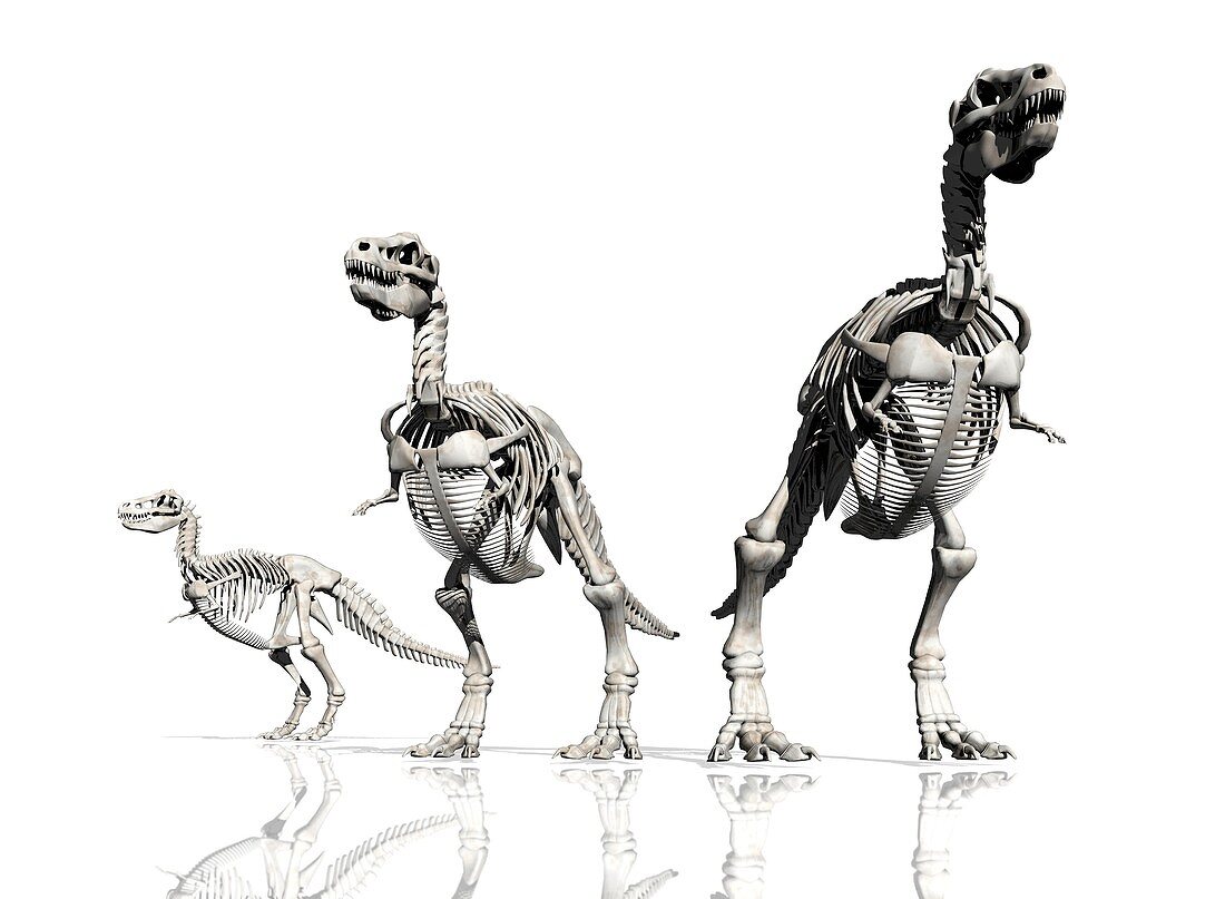 Tyrannosaurus rex skeletons,artwork