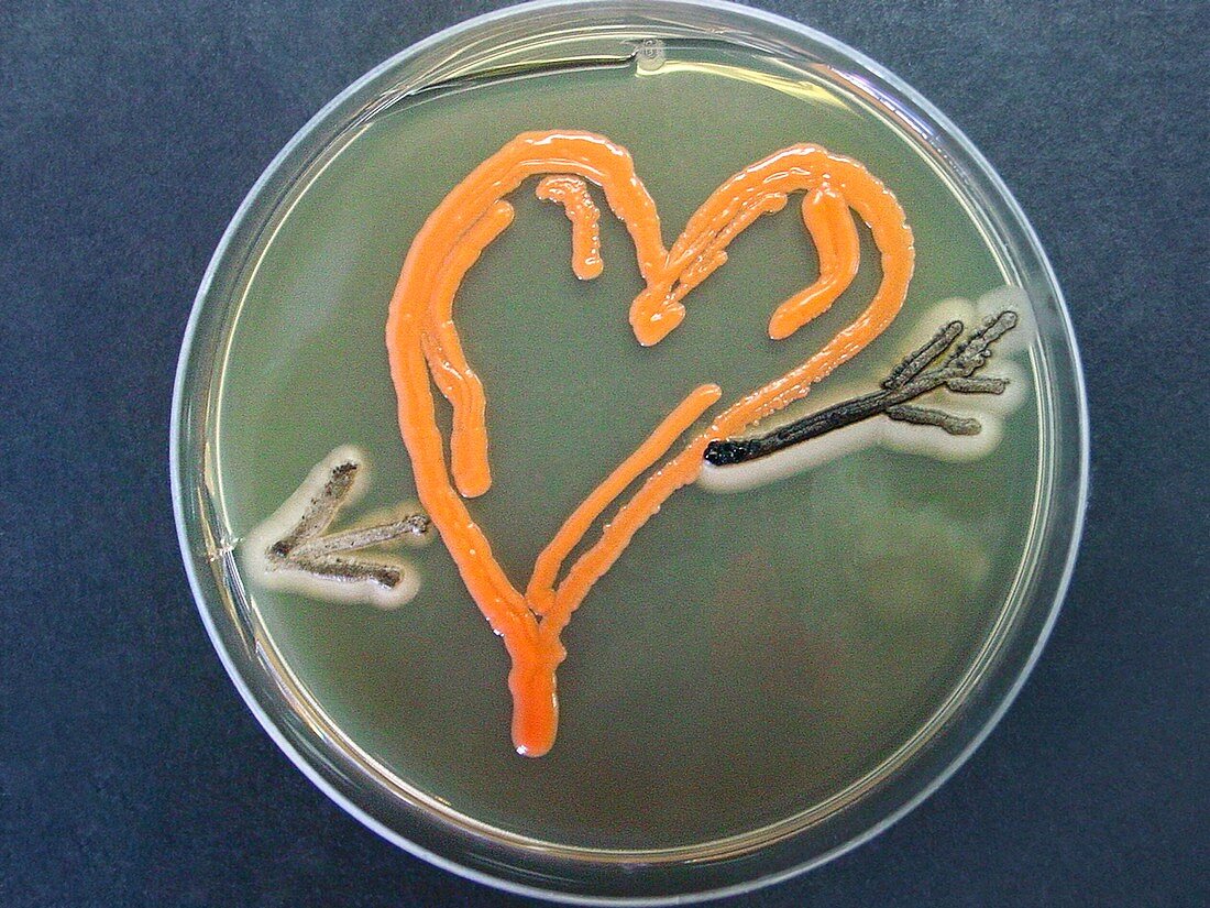 Love,microbial art