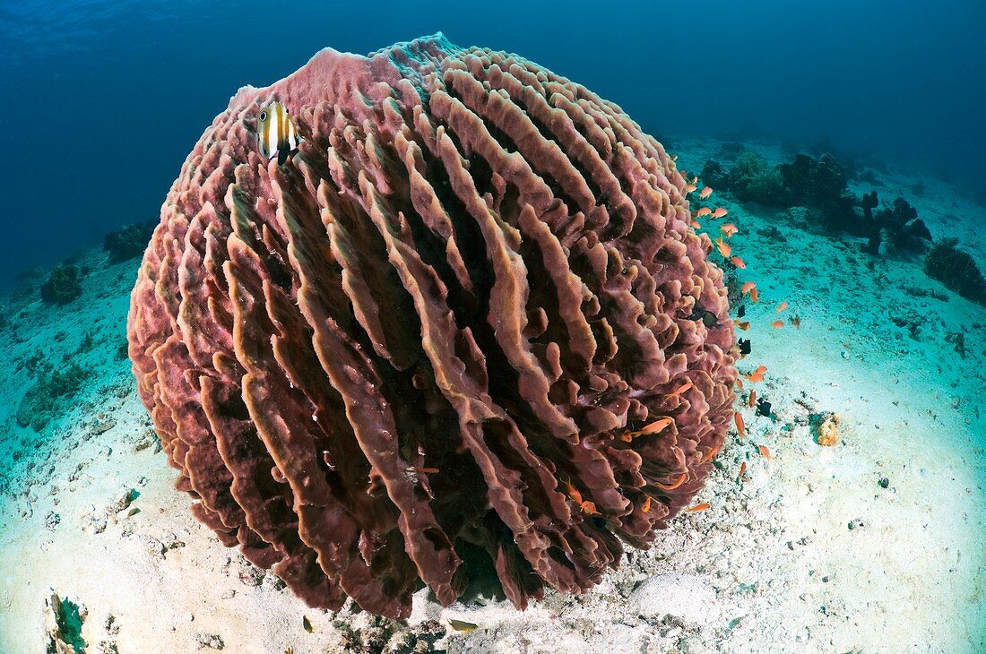 Barrel sponge