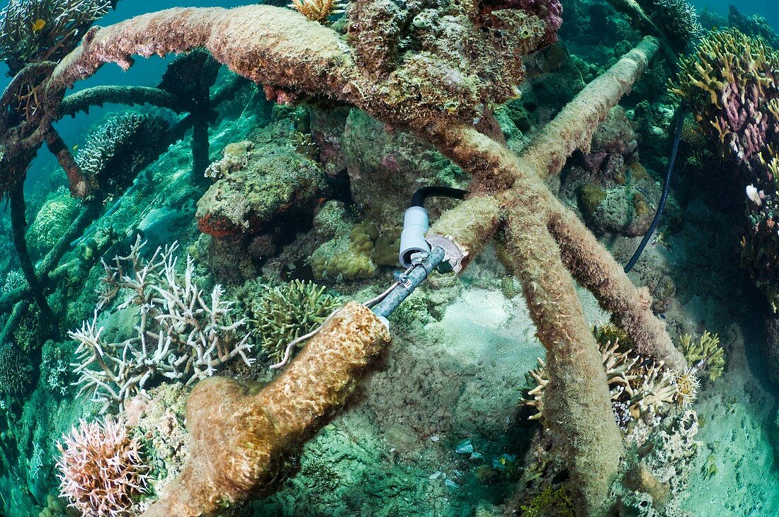 Biorock reef restoration,Indonesia