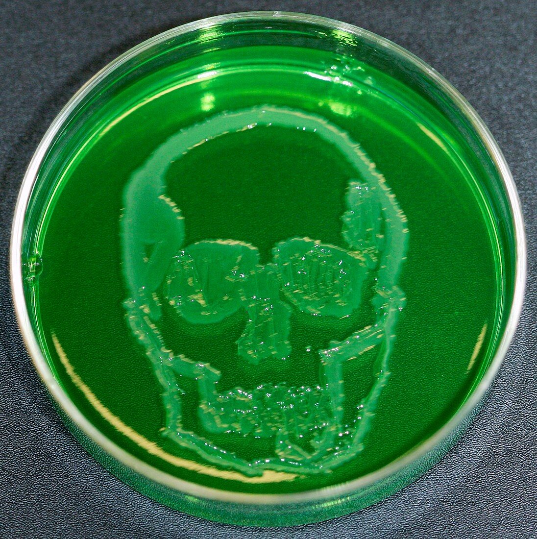 Skull,microbial art