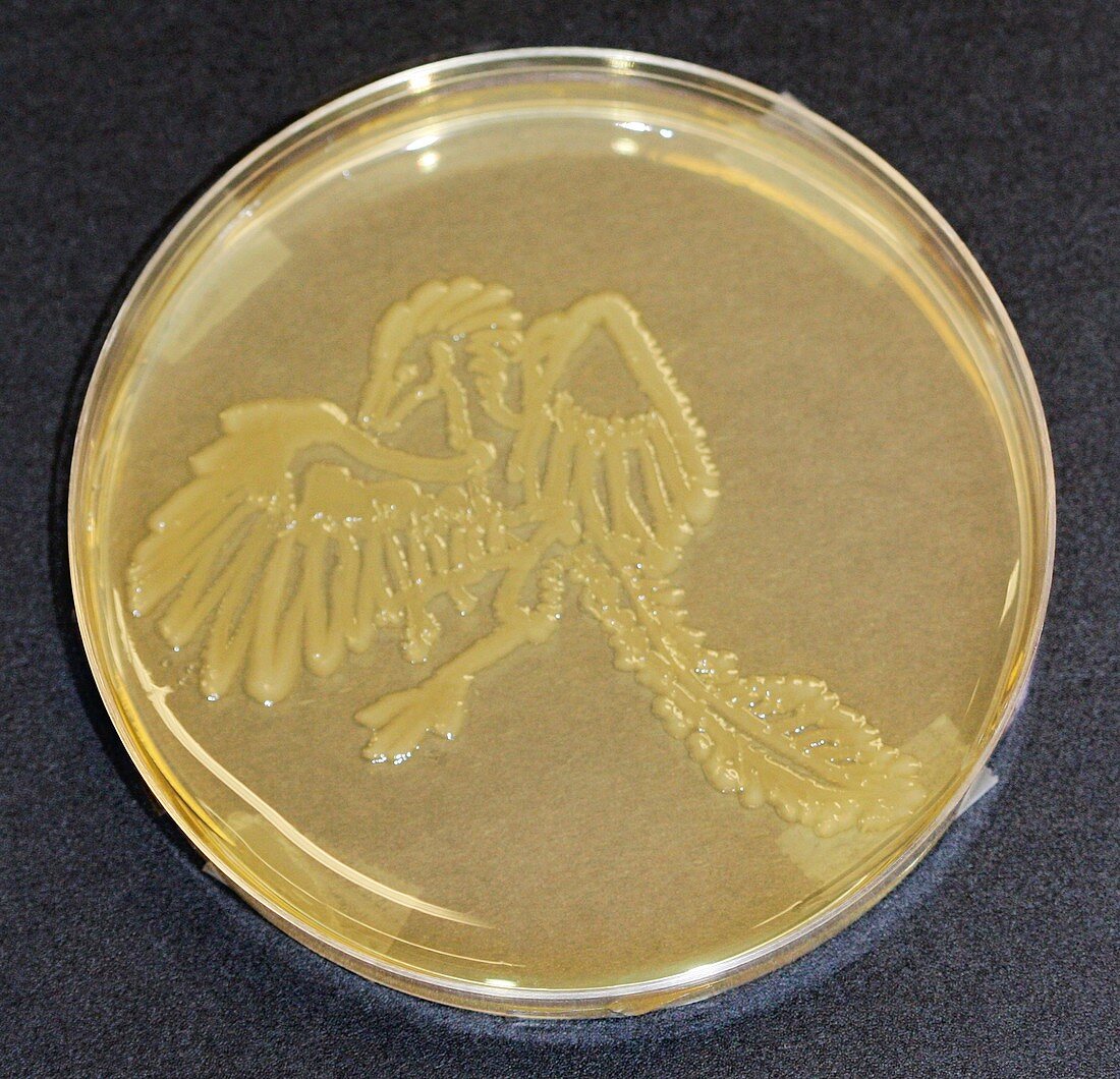 Archaeopteryx,microbial art