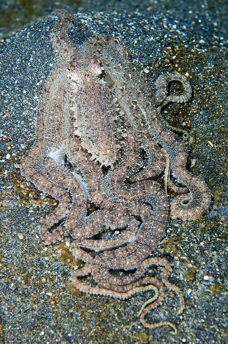 Octopus on the seabed