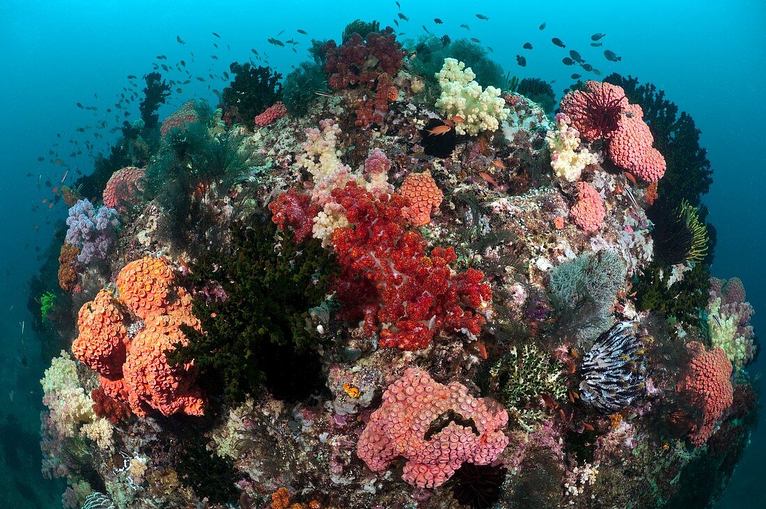 Tropical reef,Indonesia