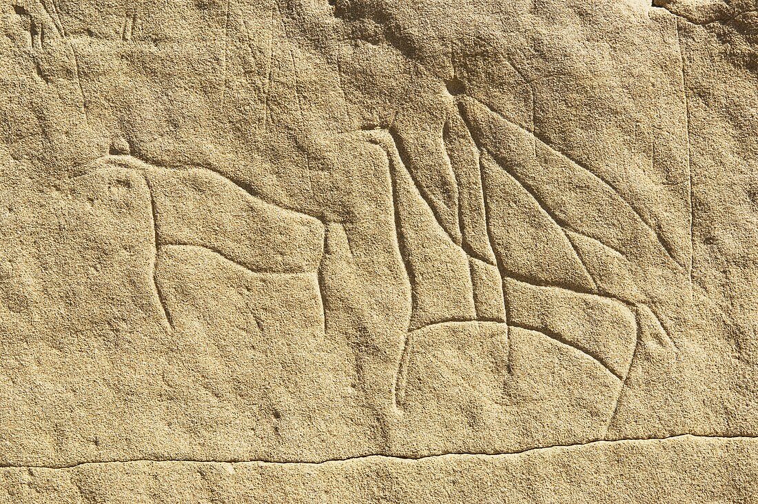 Carved petroglyph,Canada