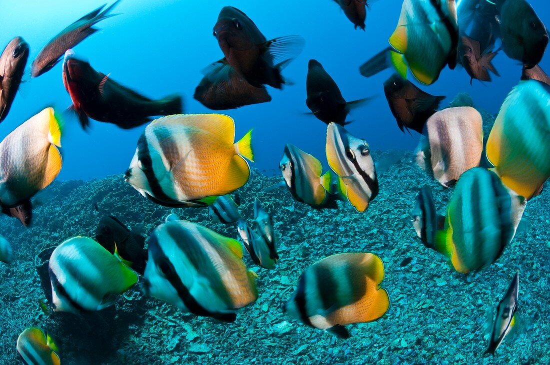 Tropical reef fish