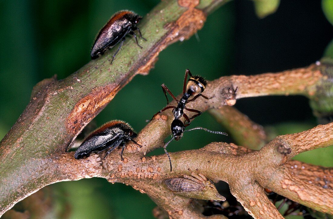 Ants harvesting hemipteran honeydew