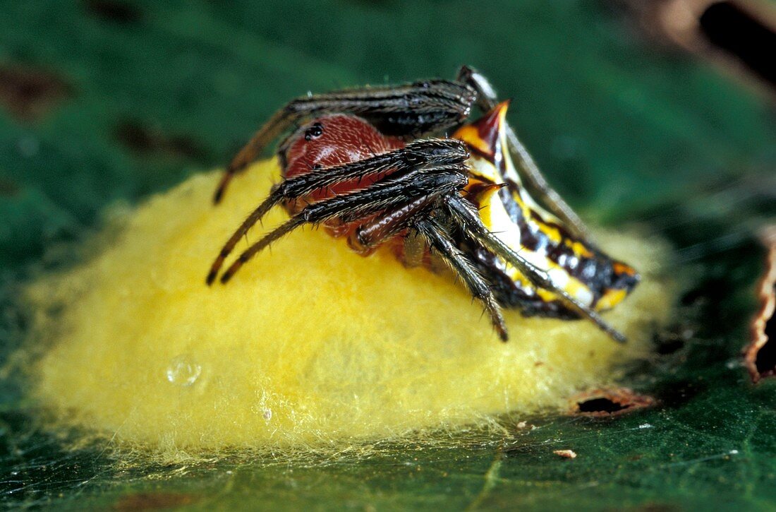 Spider tending its eggs