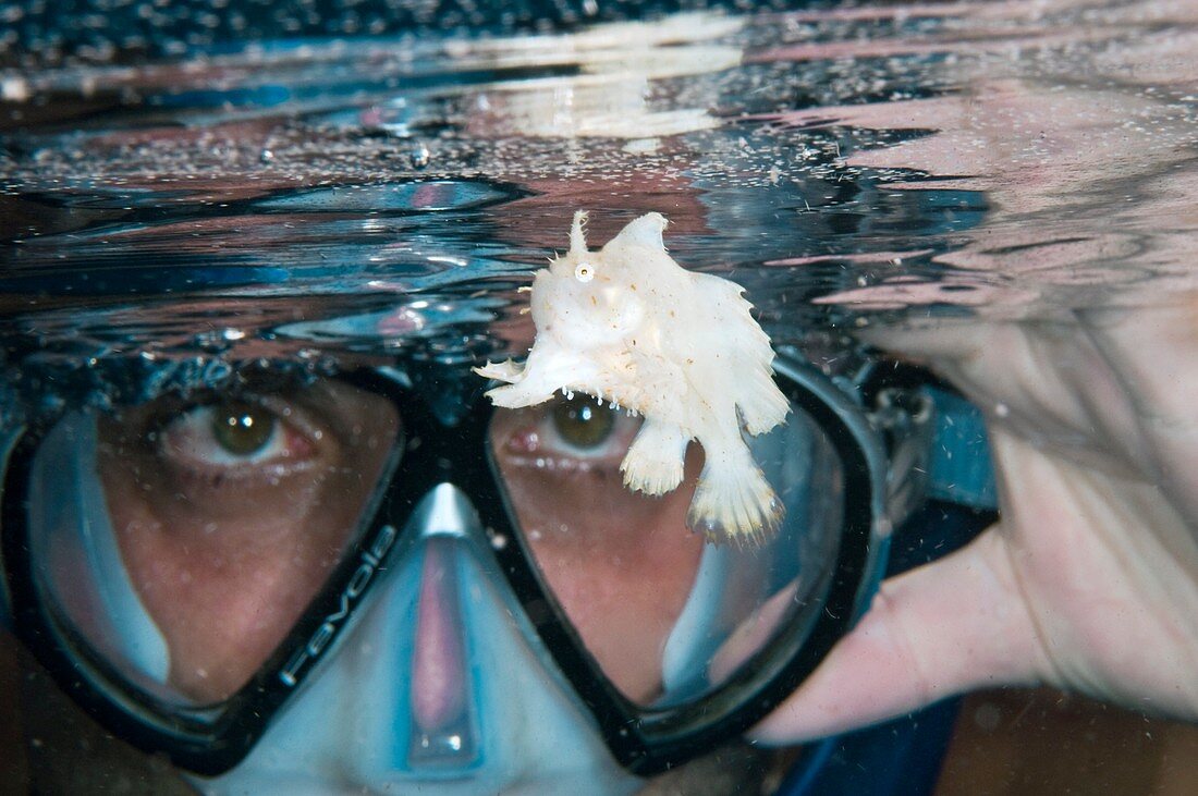Snorkeler and frogfish