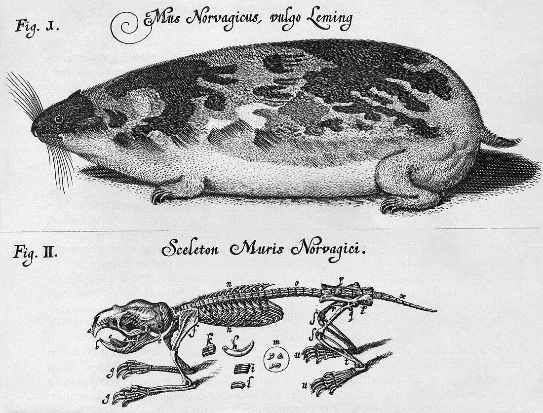 Historical engraving of a lemming