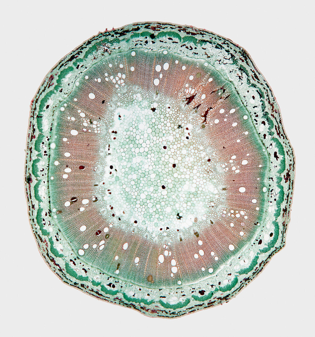 Cross-section of a woody plant stem