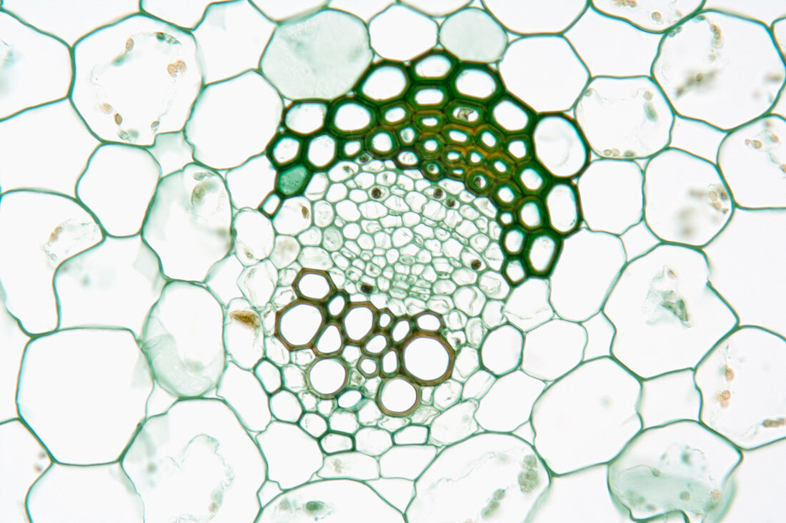 Cross-section of a plant vascular bundle