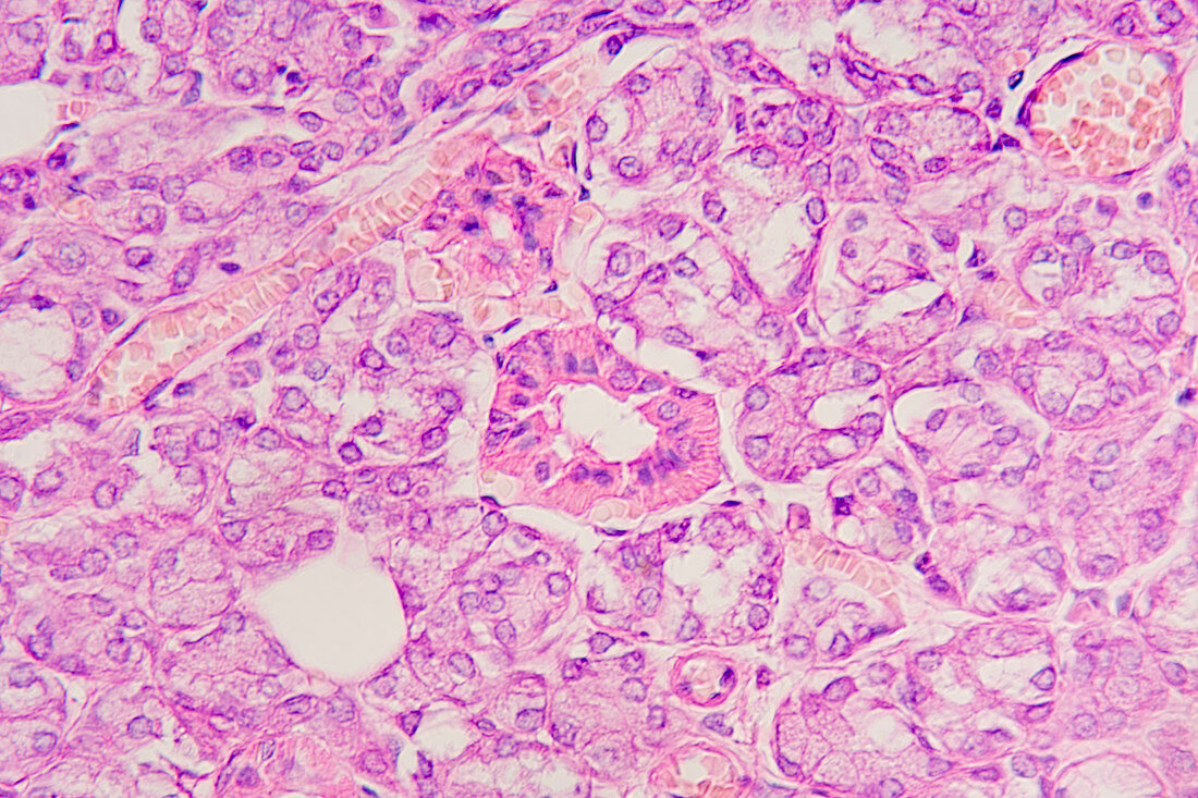 Section of salivary gland. LM