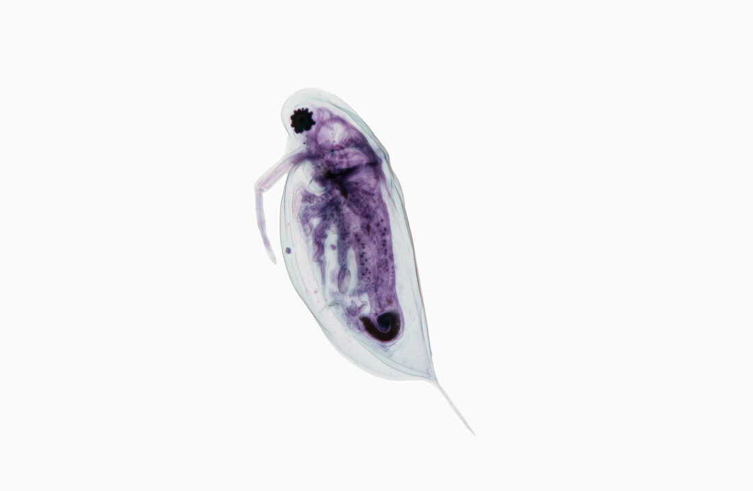 Daphnia,a freshwater crustacean LM X10
