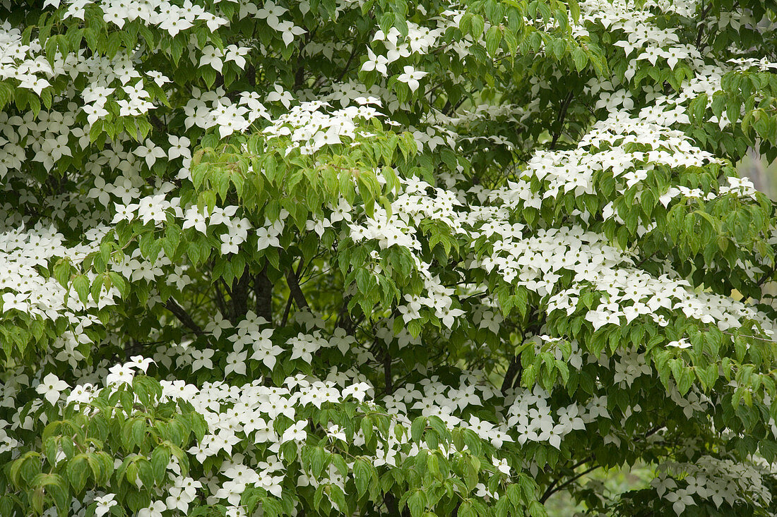 Oriental Dogwood tree flowers