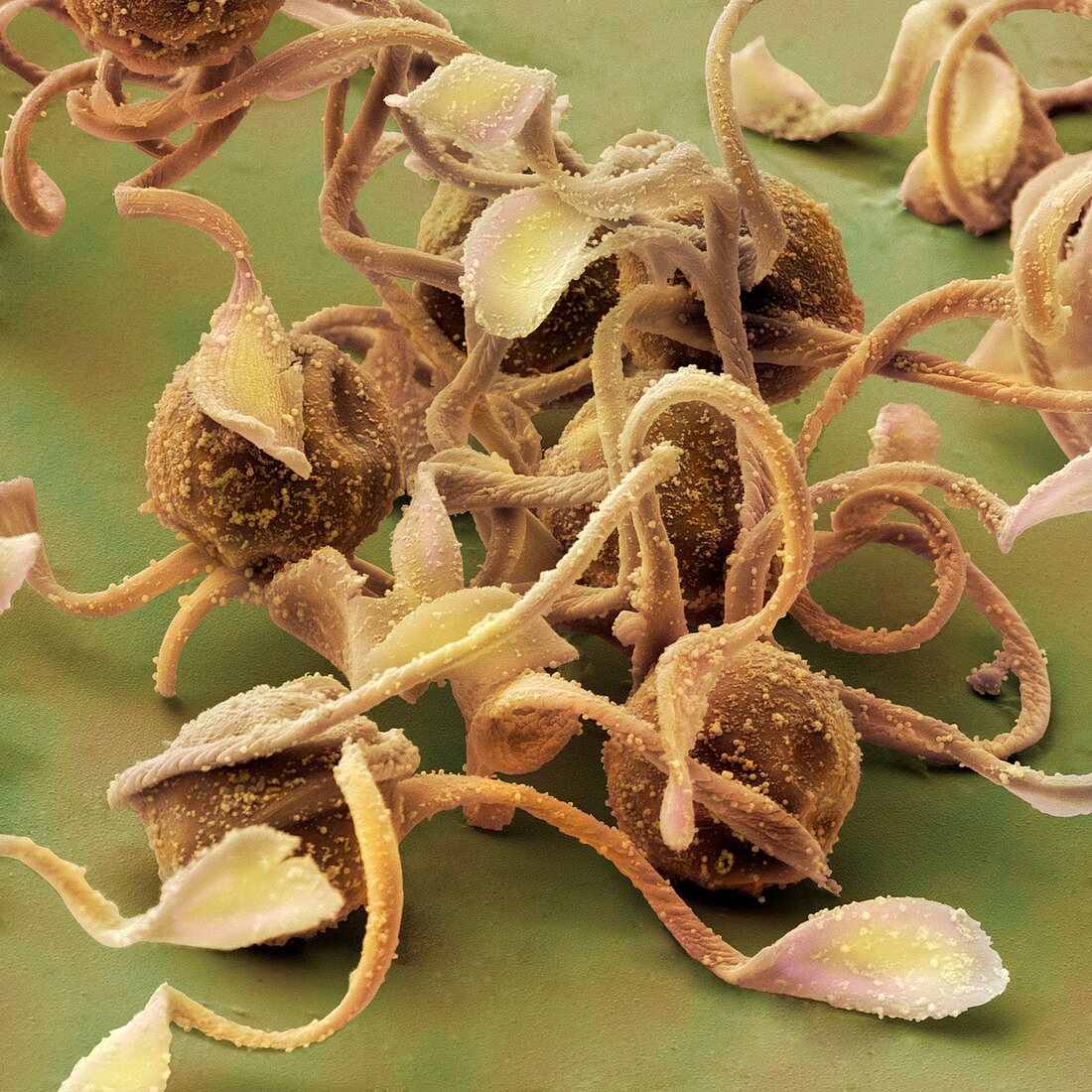Horsetail spores (Equisetum arvense) SEM