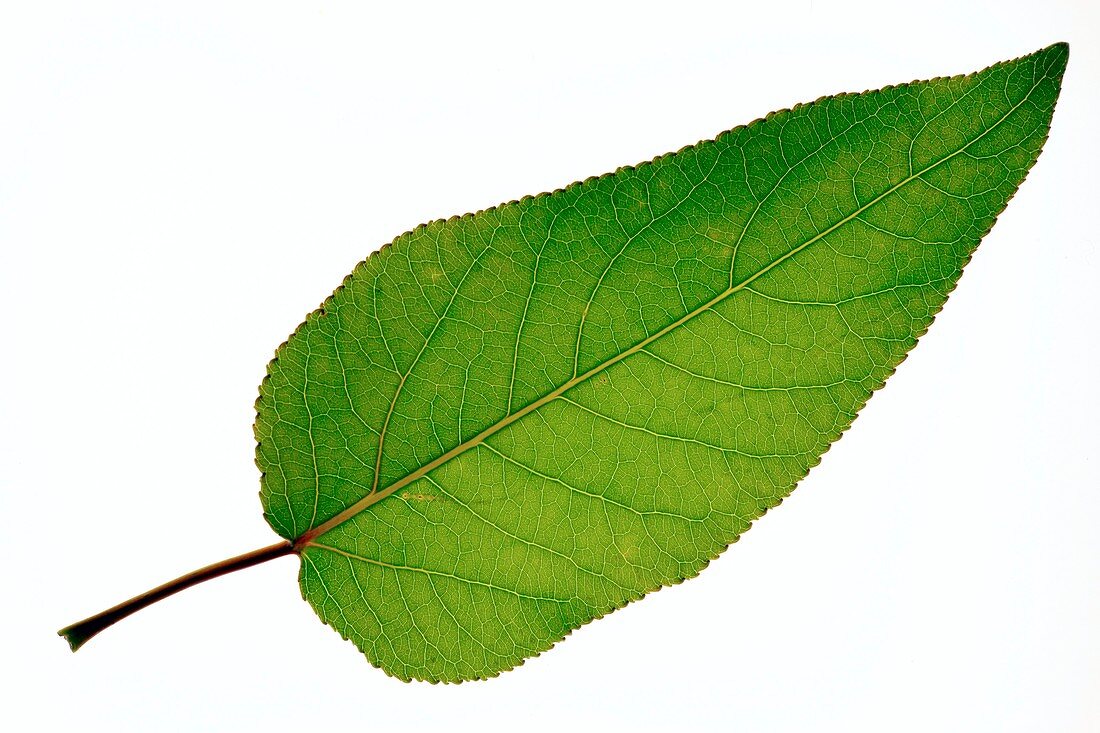 Populus trichocarpa leaf