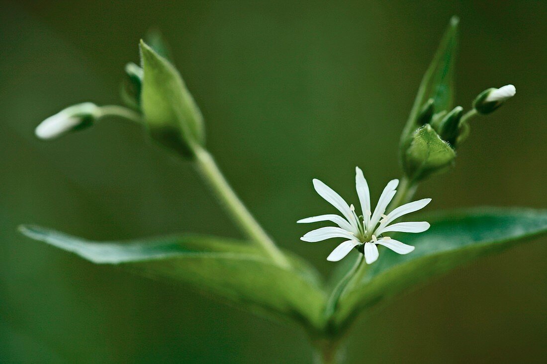 Stellaria nemorum flower