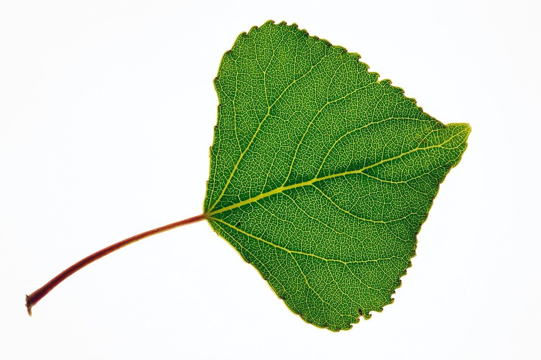 Populus nigra Italica leaf