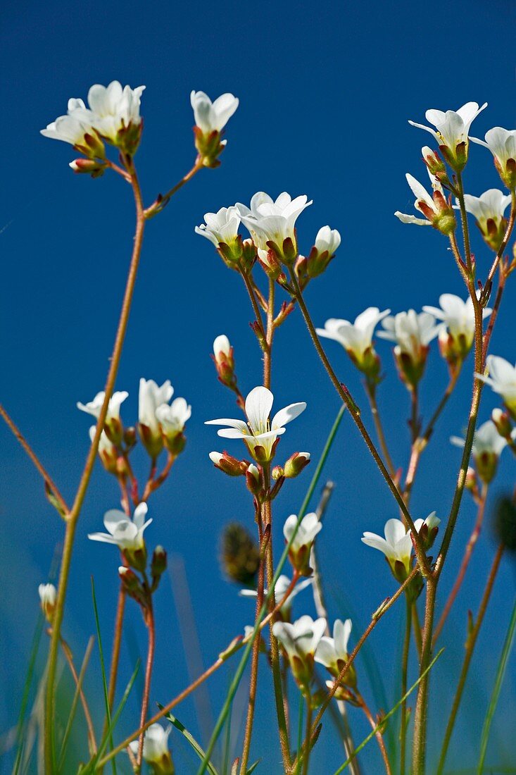 Saxifraga granulata flowers