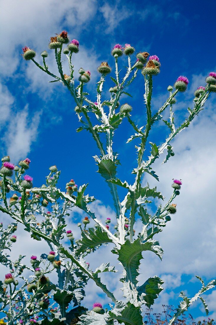 Cotton thistle (Onopordum acanthium)