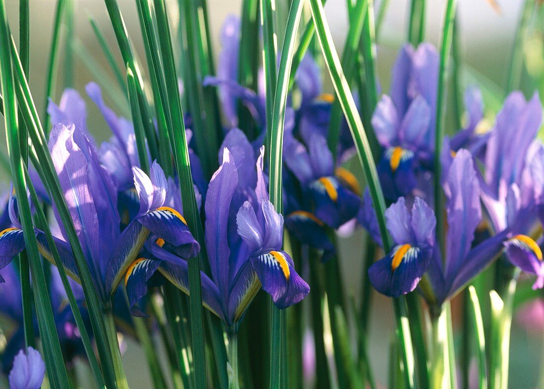 Iris reticulata 'Edward' flowers