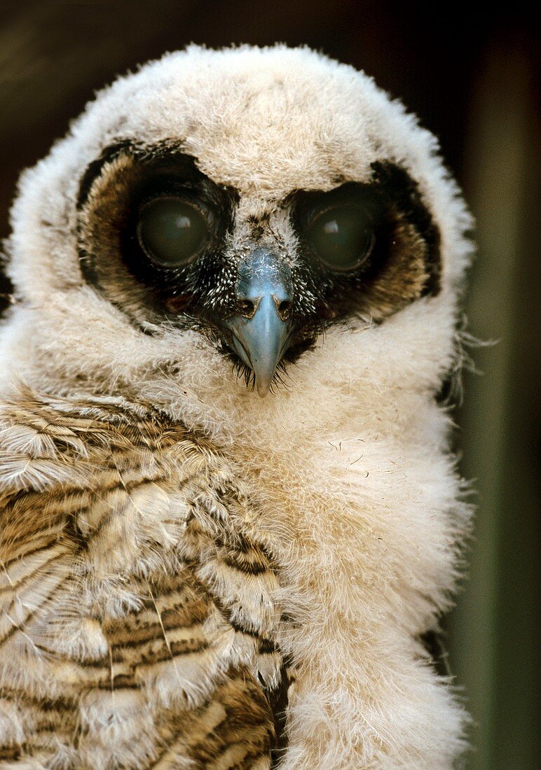 Brown wood-owl chick