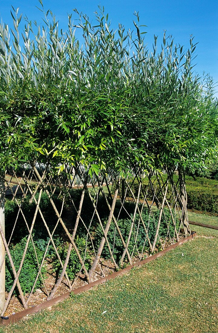 Fence made from living willow