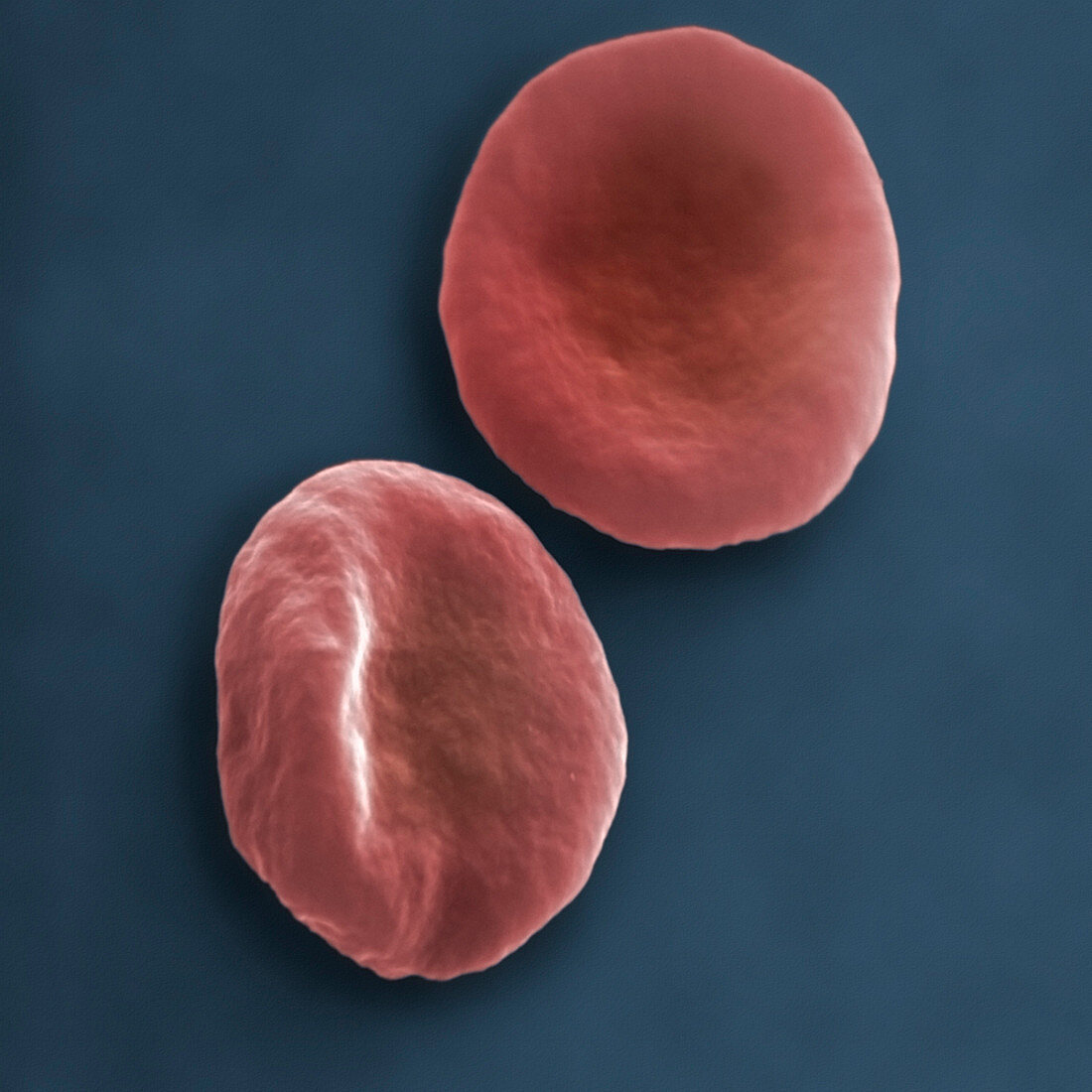 Red Blood Cells