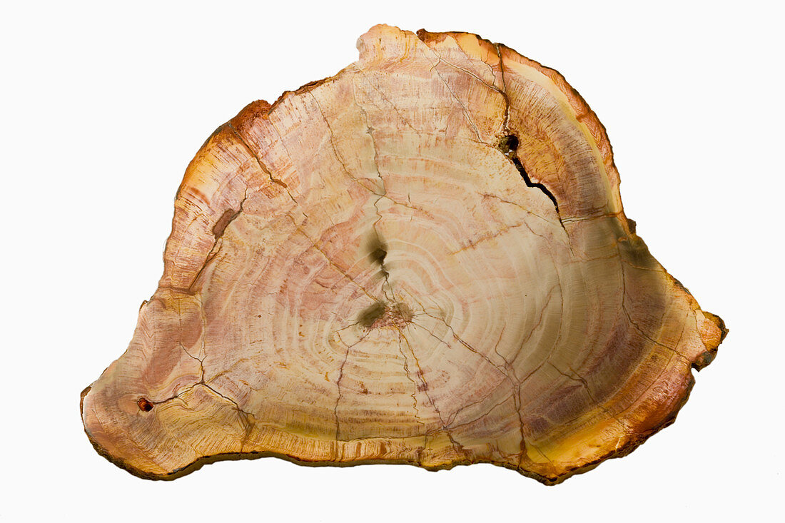 Petrified Wood (Araucaria),Brazil