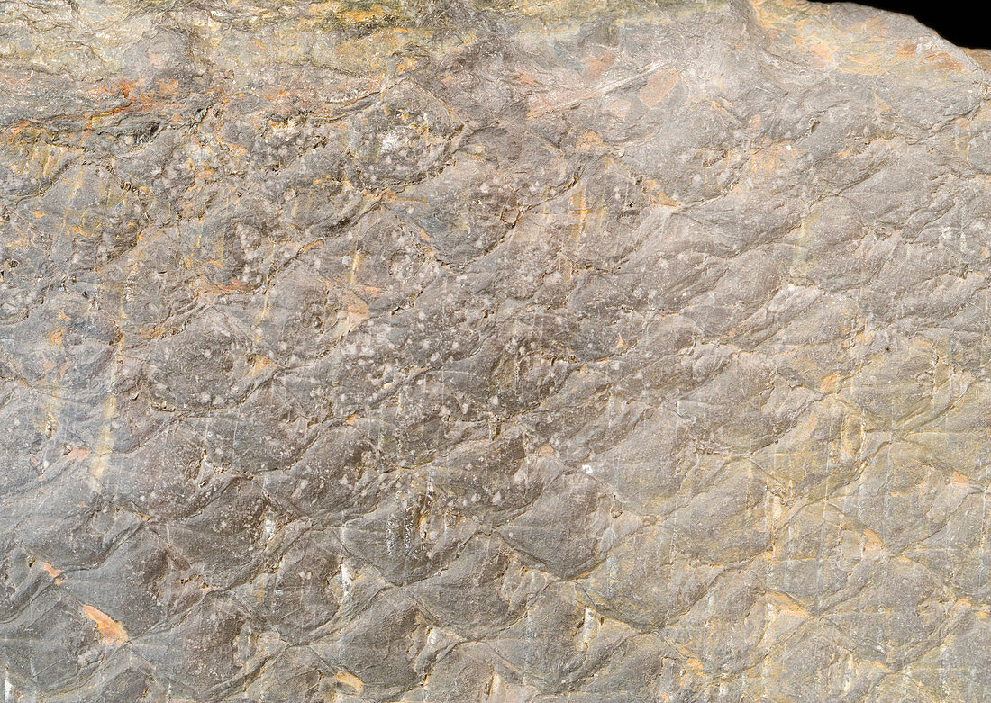 Lepidodendron Lycopsid Fossil