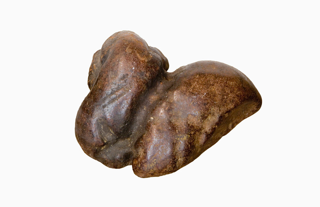 Coprolite fossilized dung