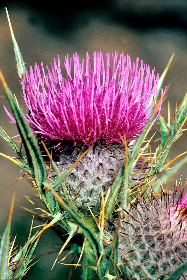 Cirsium tenoreanum