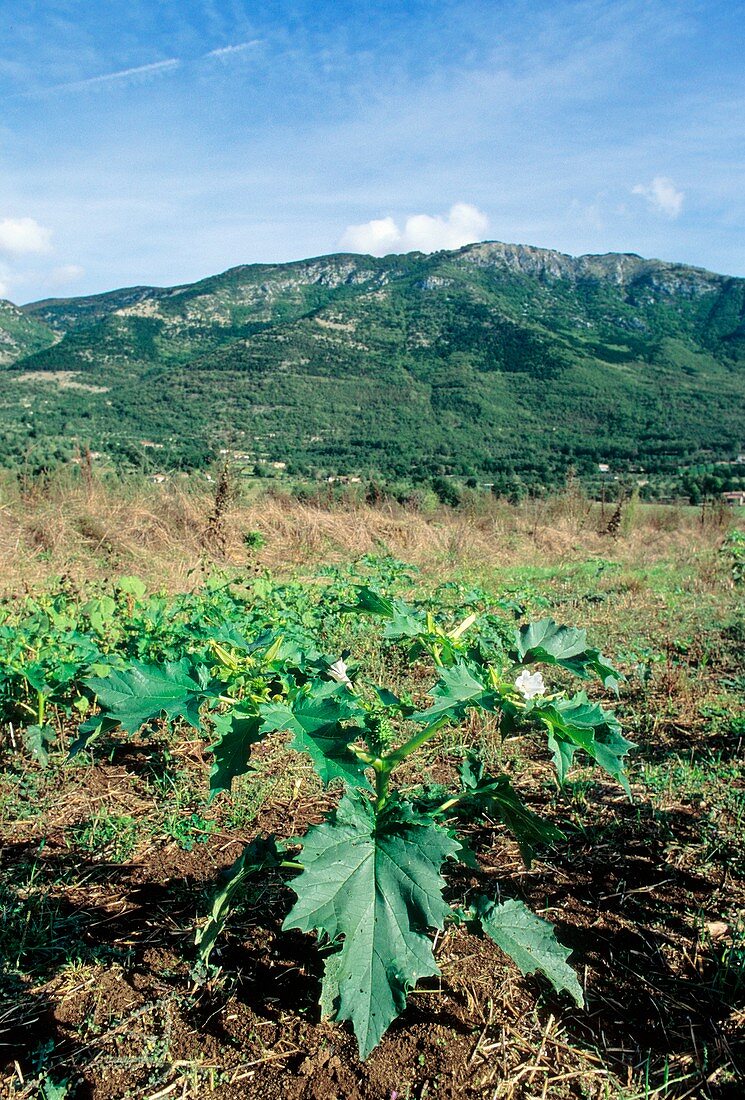 Datura stramonium