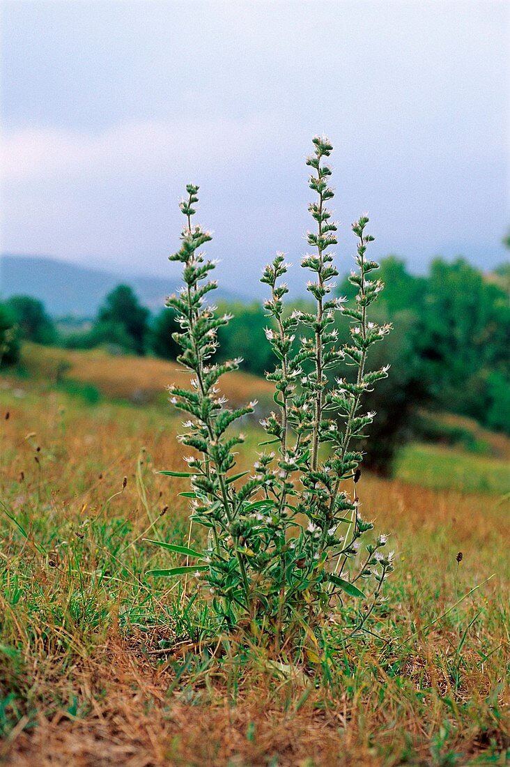 Echium italicum