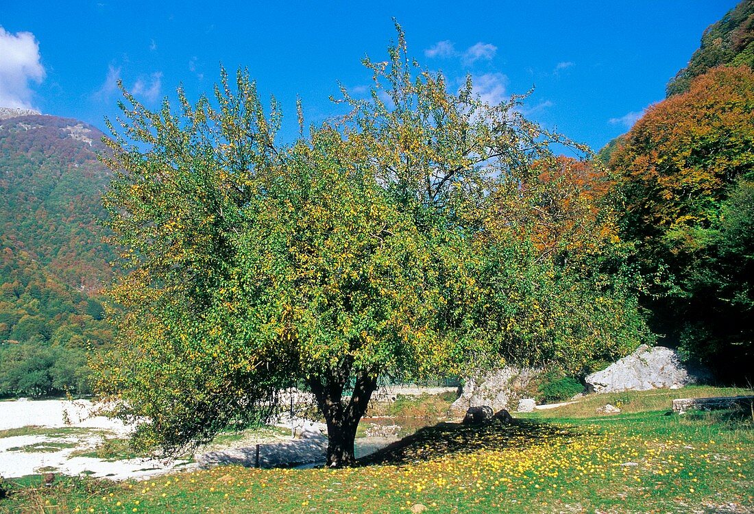 Crab Apple (Malus sylvestris)