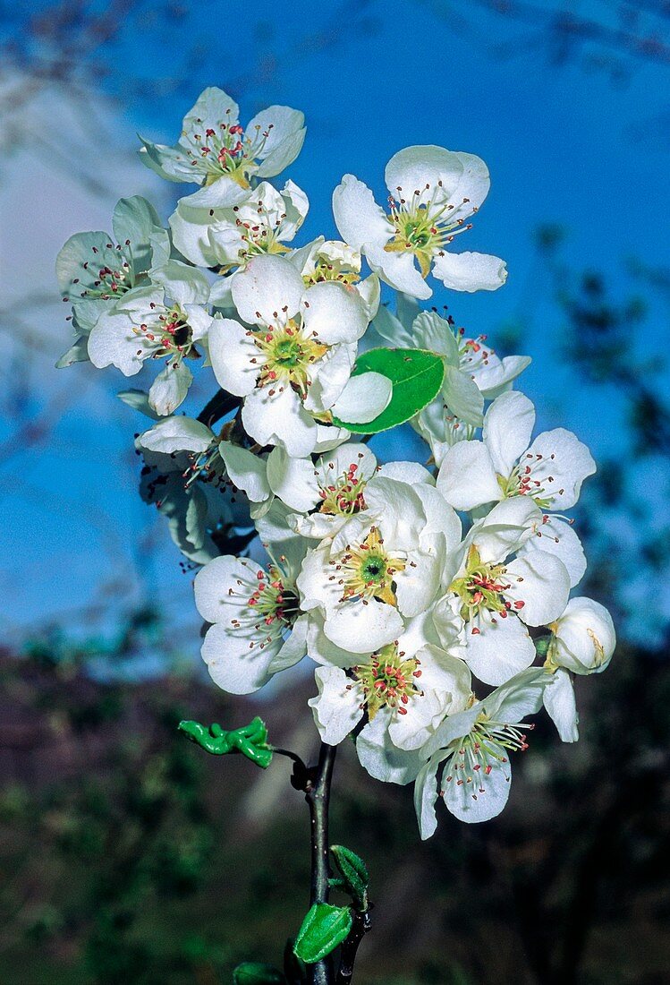 Crab Apple (Malus sylvestris)